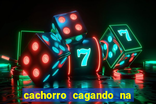 cachorro cagando na camisa do corinthians
